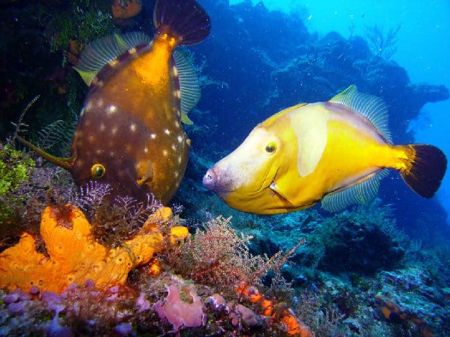 Colorful fish swimming through a reef