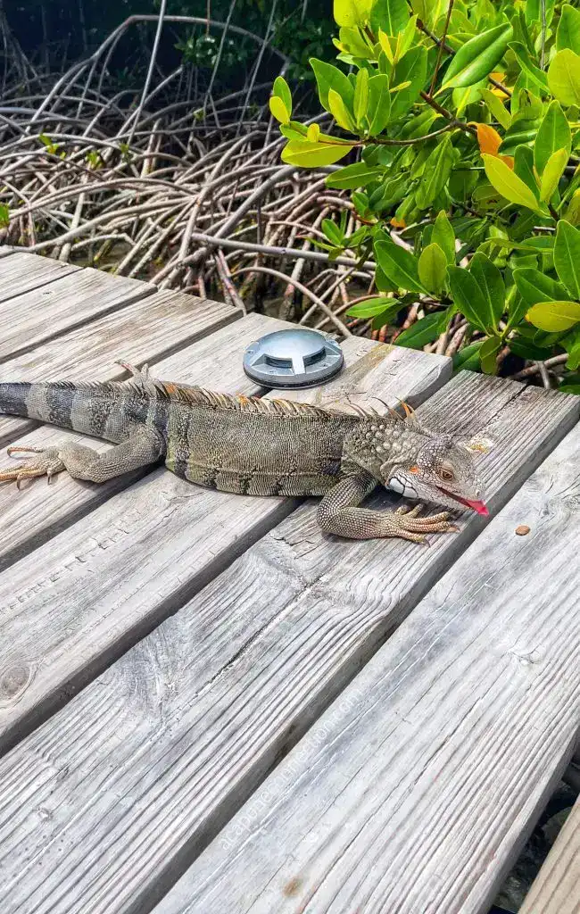 Iguana in Aruba