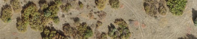 Orthomosaic Mapping