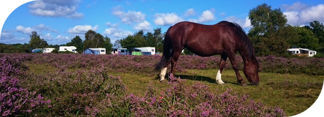 New Forest Pony, grazing on the heath lands near the campsite.
