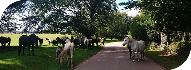 New Forest Ponies, Aldridge Hill.