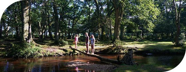 Camping in the New Forest England