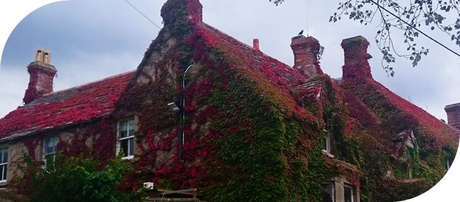 New Forest, England.