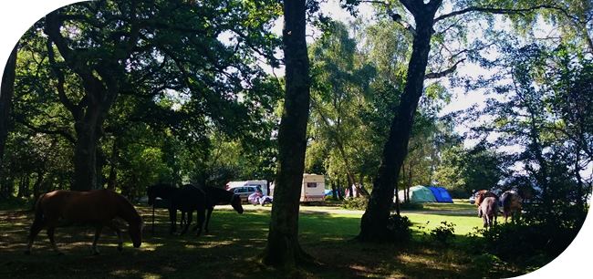 Camping in the New Forest England