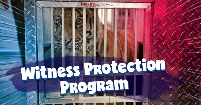Witness Protection TCWR