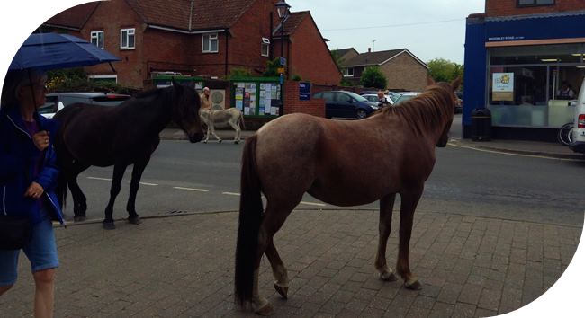 New Forest ponies resting in the main street of Brockenhurst, Hampshire.