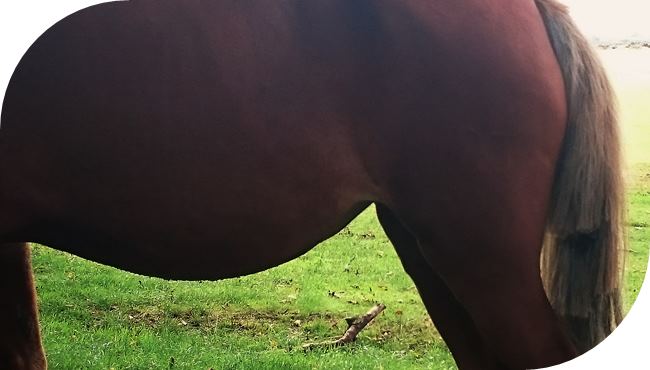 Ponies have their tails clipped to prove payment has been made by the Agisters in the New Forest.