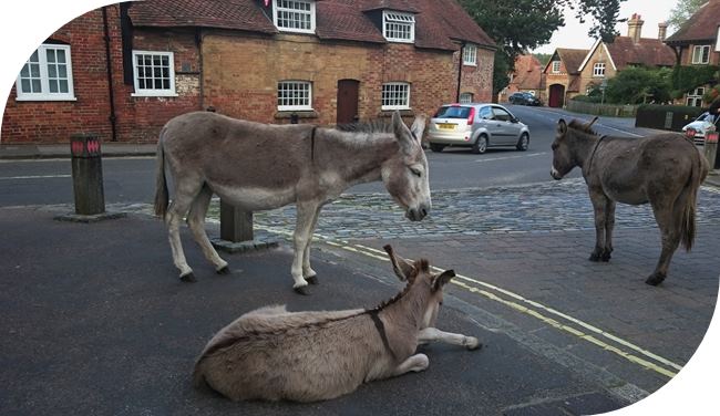 Donkeys resting in Beaullieu, New Forest Village, Hampshire.