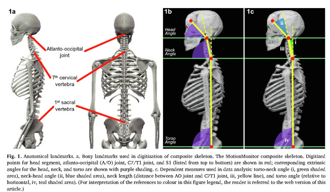 New research on the head-neck-back relationship - Alexander-Technik Studio