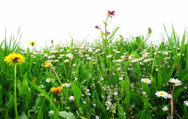 okweeds-1000.jpg