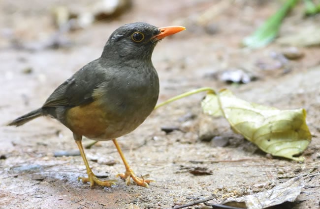 Birding Safaris in East Africa