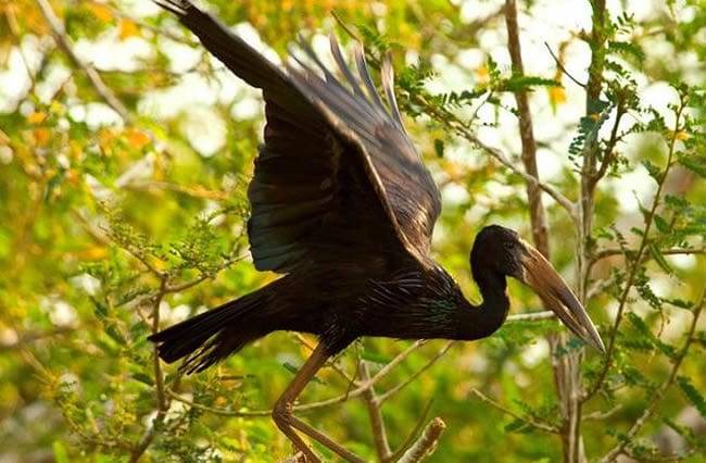 bird watching  safaris 