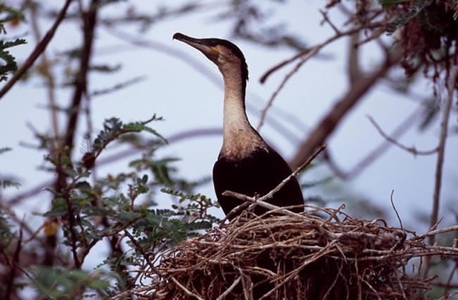 Birding in Volcanoes National Park