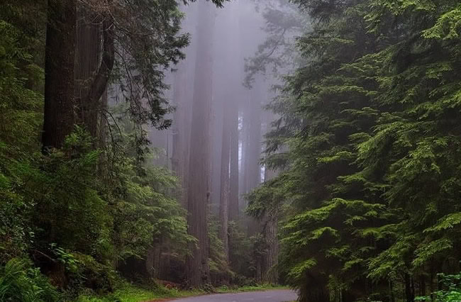 Gishwati and Mukura forests
