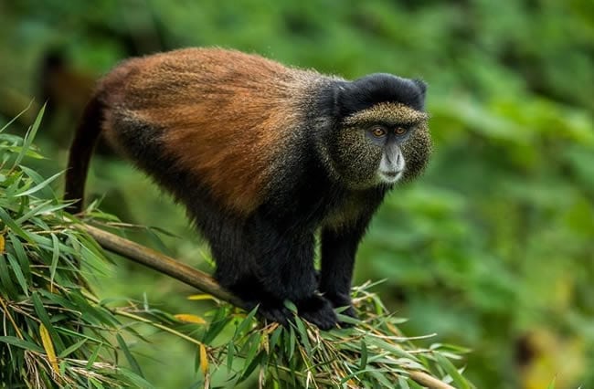 Golden Monkey Trekking