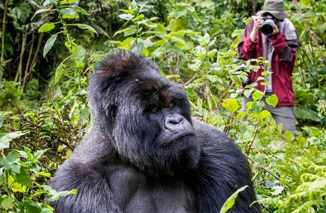 Mountain gorilla trekking Bwindi