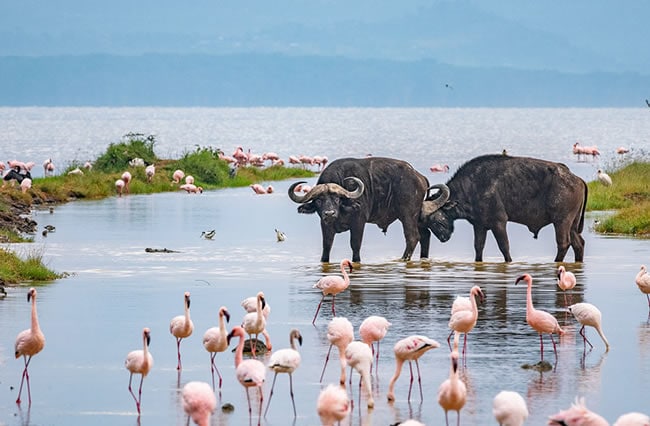 Lake Naivasha in Kenya