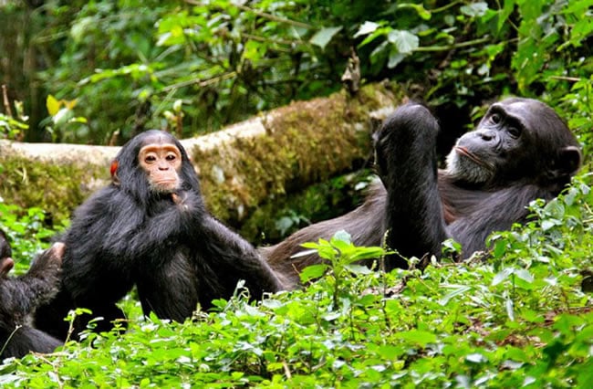 Chimpanzee Trekking Nyungwe Forest National Park