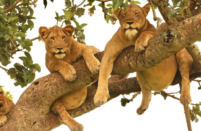 tree-climbing lions
