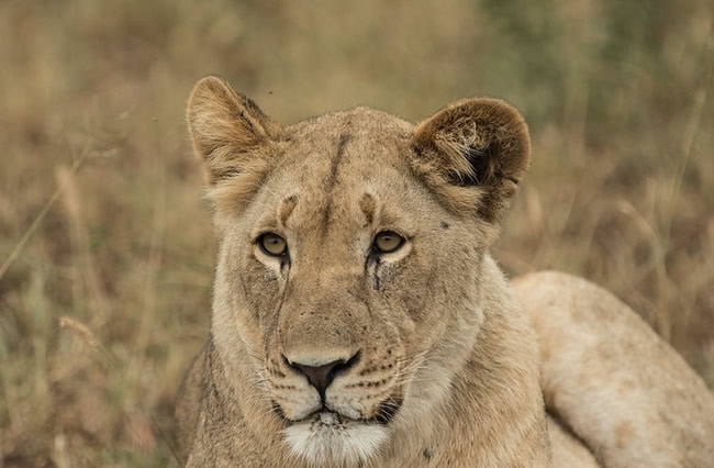 Wildlife safaris and game drives in Akagera National Park