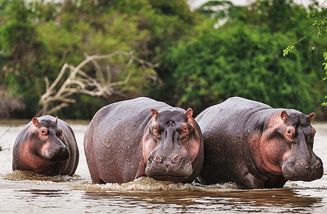Hippos Akagera National Park
