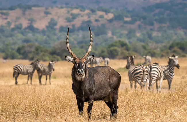 Akagera National Park