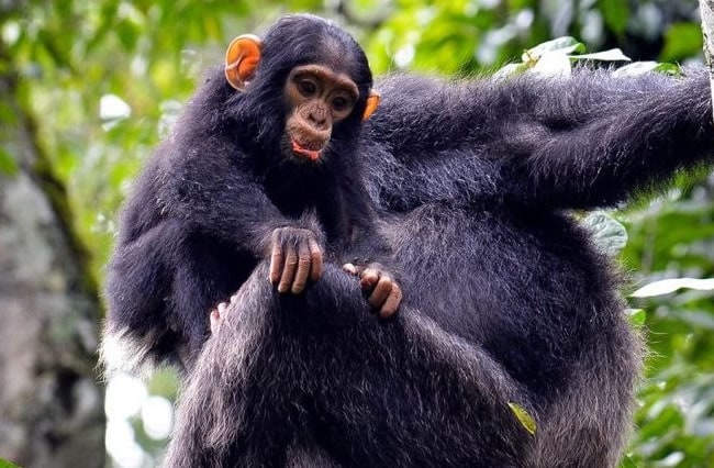 Chimpanzee Trekking Safaris in uganda