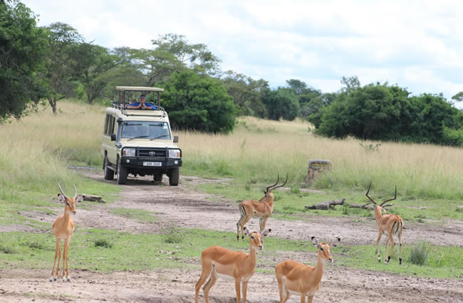 Game drives in Lake Mburo national park
