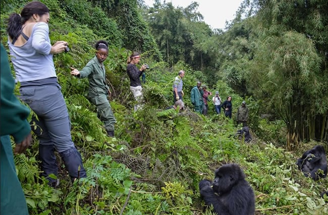 Mountain gorilla trekking