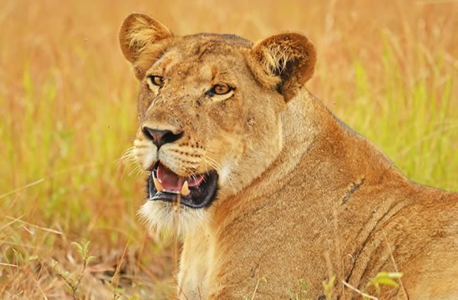 Queen Elizabeth National Park Uganda