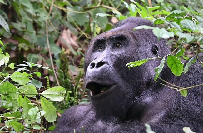 Lowland Gorilla trekking in Kahuzi Biega National Park