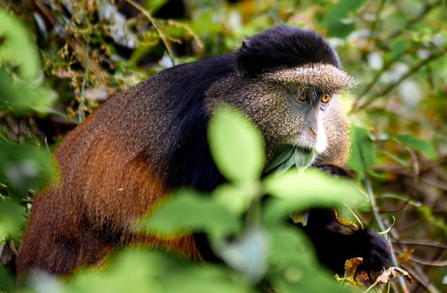 Golden Monkey Trekking