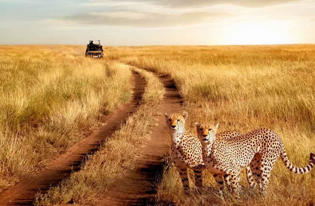 Game drives in Serengeti National Park