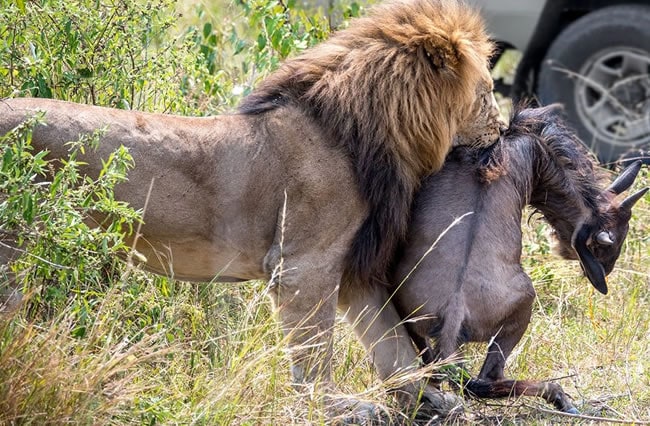 Seronera Valley in Central Serengeti Tanzania