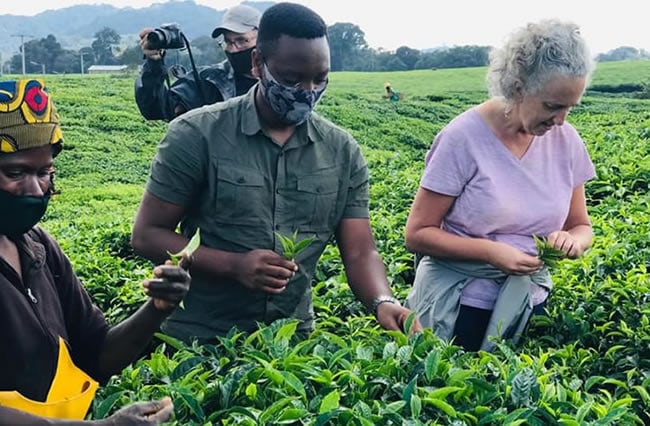 Tea Plantation Volcanoes National Park