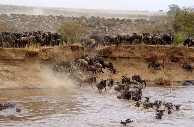 Wildebeests Masai Mara National Reserve