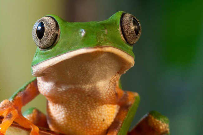 The range of wildlife in the Amazon Jungle is amazing