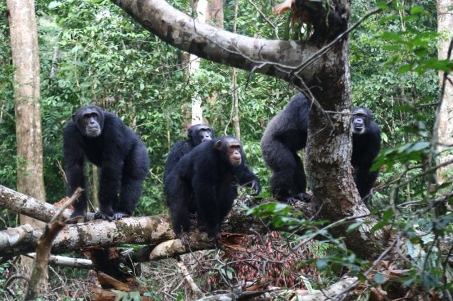 chimp habituation