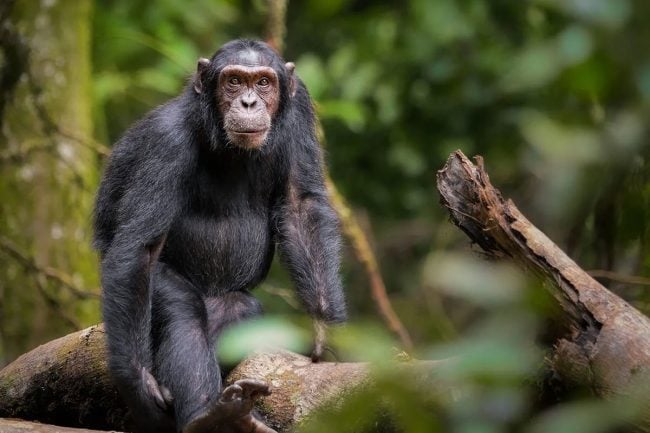 chimp trekking