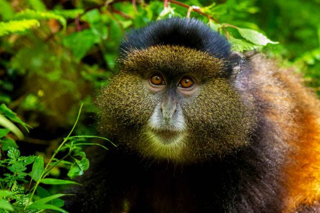 golden monkey tracking