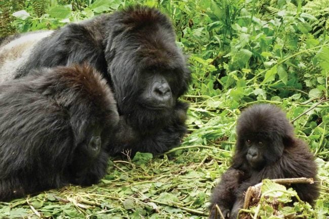 gorilla-trekking