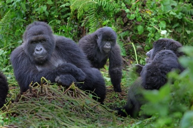 Gorilla trekking in Rushaga