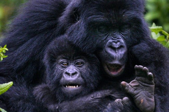 gorilla-trekking-in-Uganda-from-Kigali