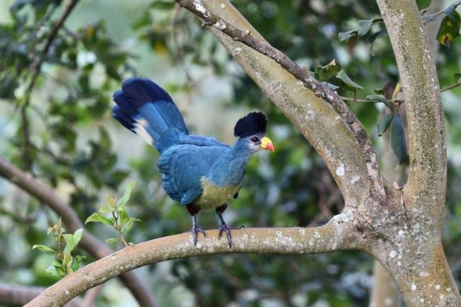 kibale National Park