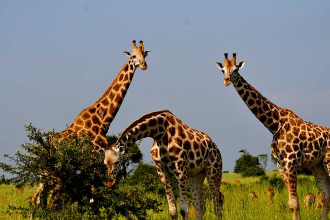 morning game drive Murchison