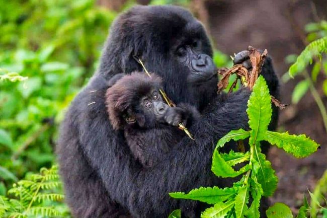 trekking gorillas in Mgahinga