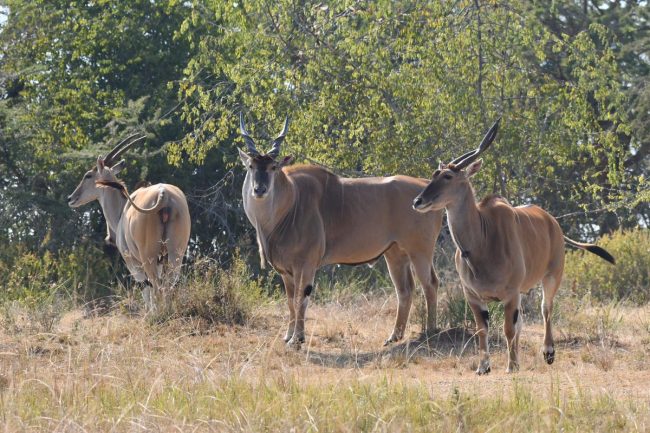 wildlife safari Rwanda