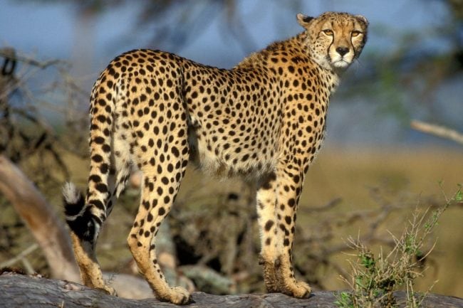 cheetahs in Uganda