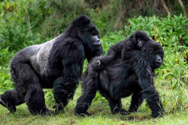 Bwindi Impenetrable National Park