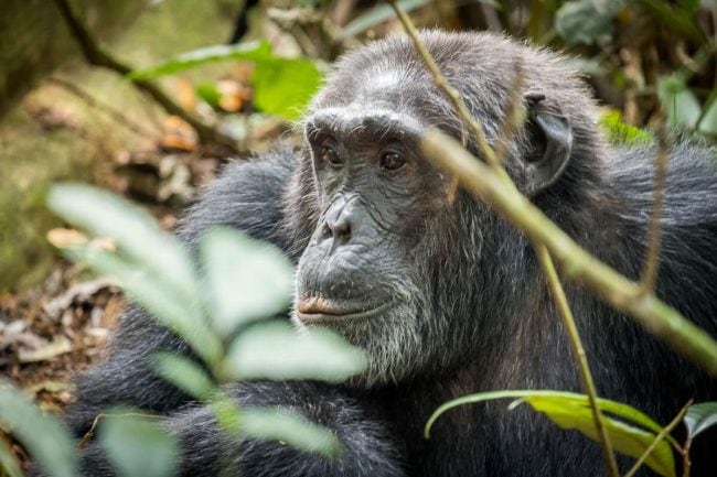 Chimpanzee tracking